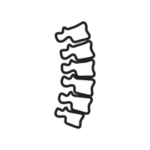 spine